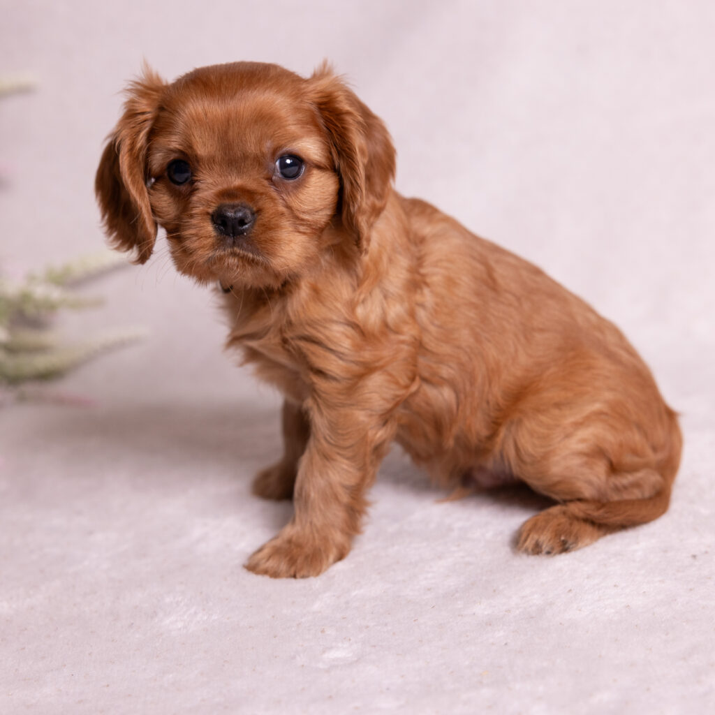 cavalier king charles spaniel breeders pa