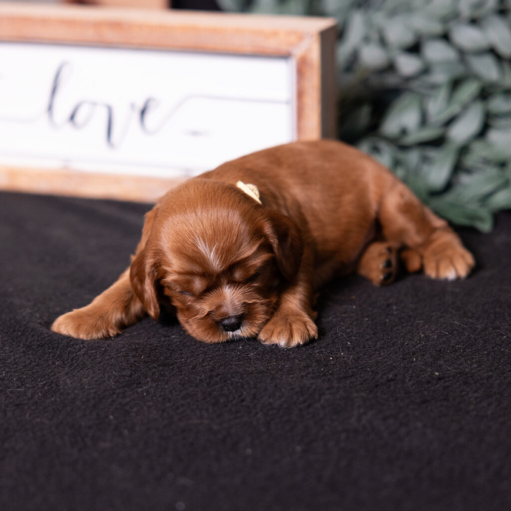cavalier king charles spaniel litter