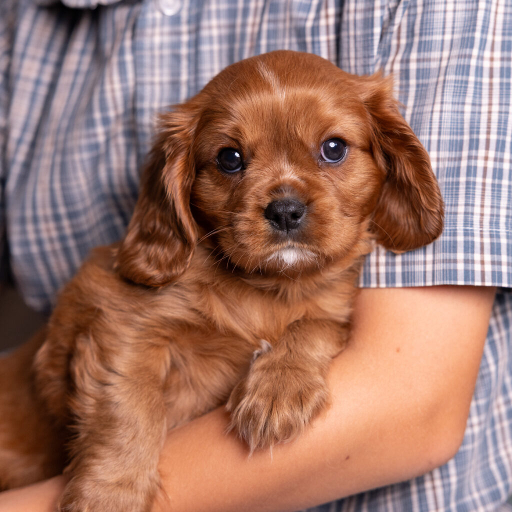 cavalier king charles spaniel litter for sale