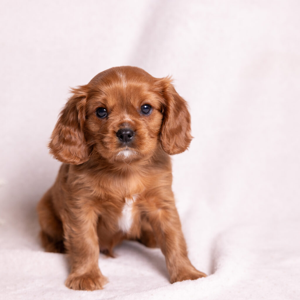 cavalier king charles spaniel litter for sale