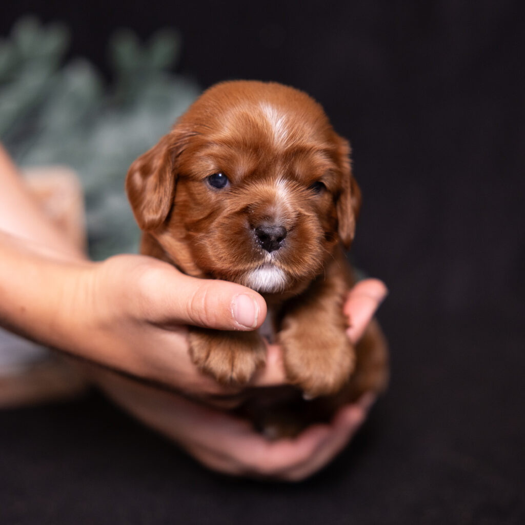 cavalier king charles spaniel litter lancaster