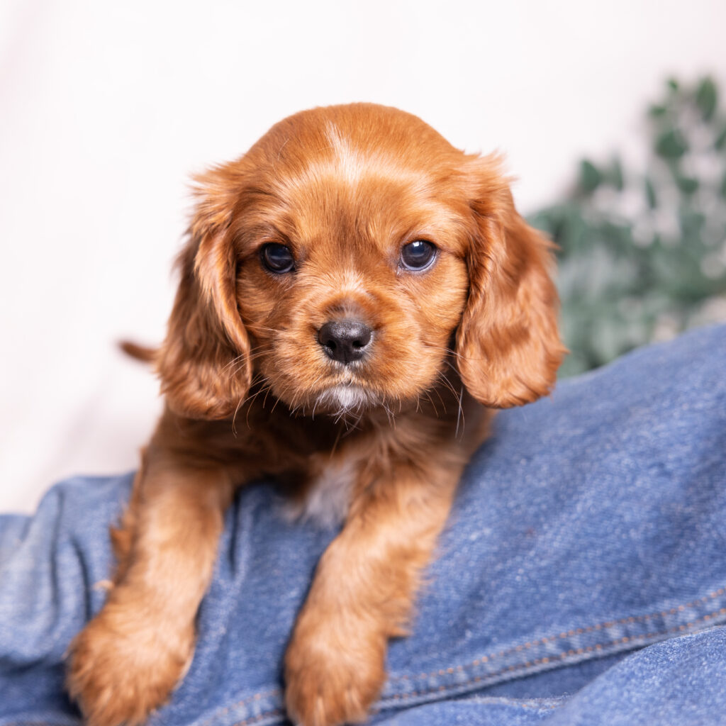 cavalier king charles spaniel litter lancaster