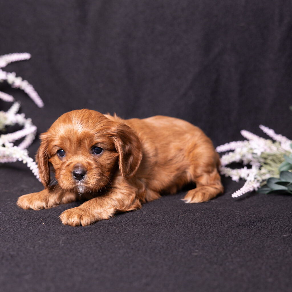 cavalier king charles spaniel litter lancaster
