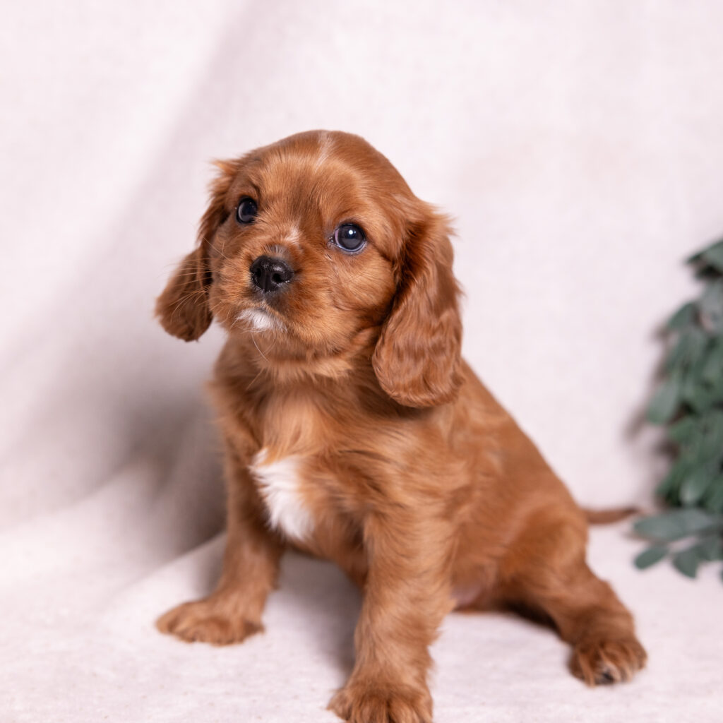 cavalier king charles spaniel litter lancaster for sale