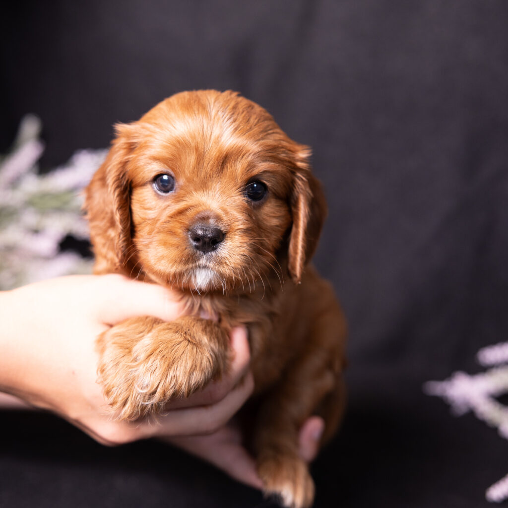 cavalier king charles spaniel litter lancaster pa