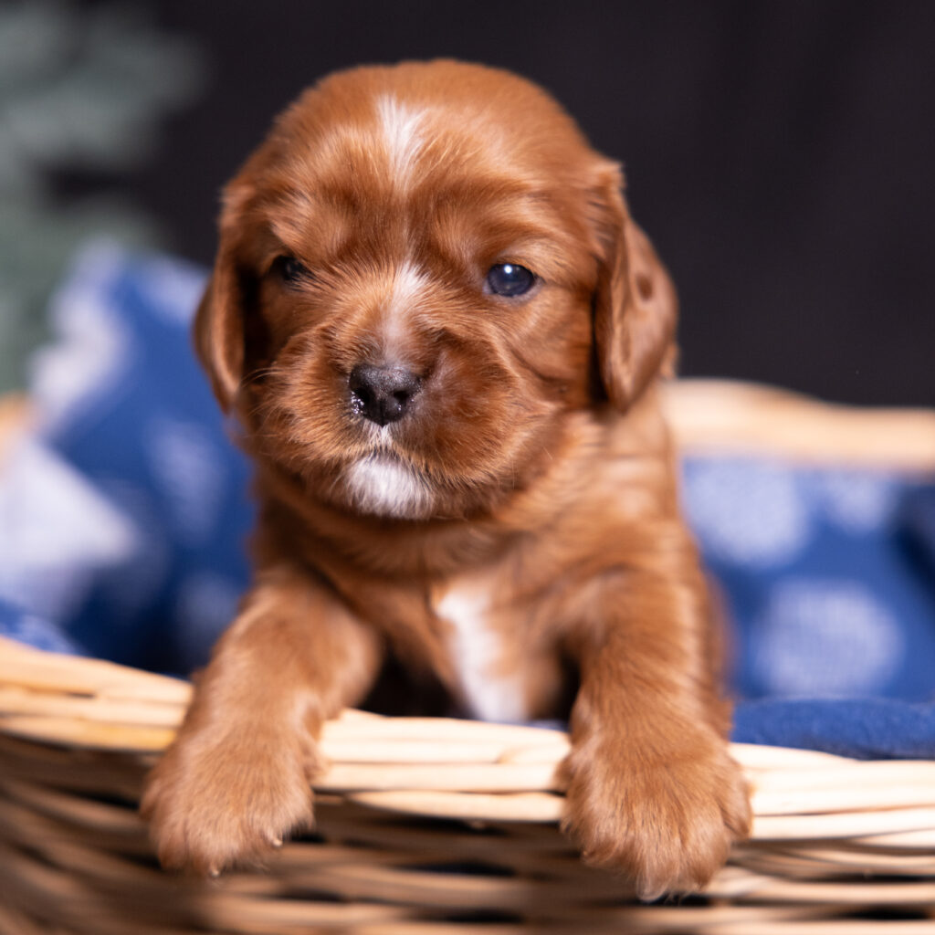 cavalier king charles spaniel litter lancaster pa