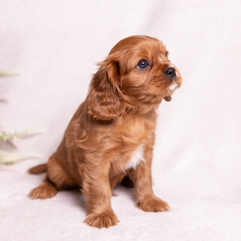 cavalier king charles spaniel litter lancaster pa
