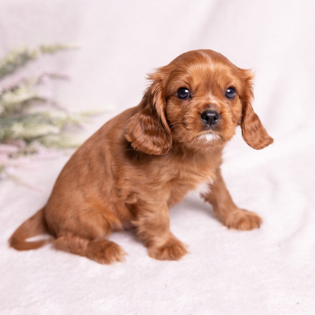 cavalier king charles spaniel litter lancaster pa for sale