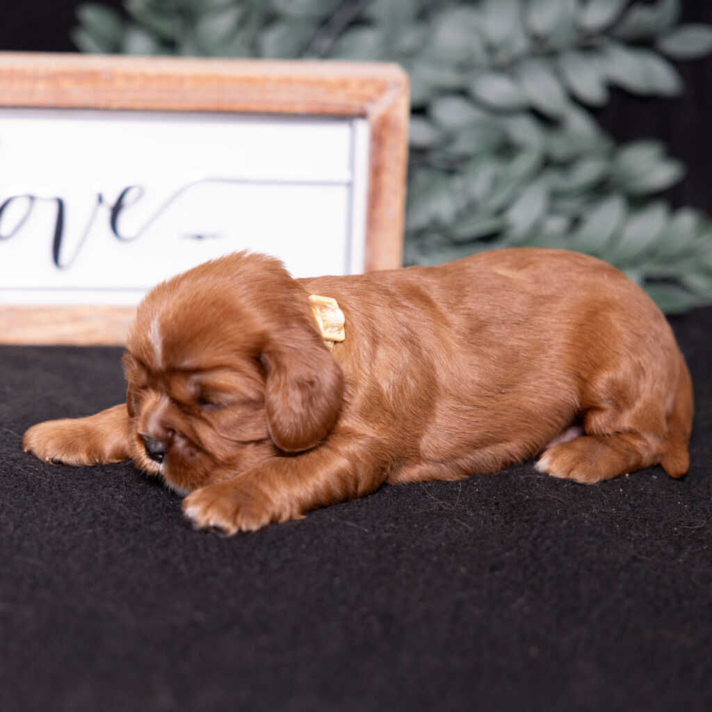 cavalier king charles spaniel litter pa