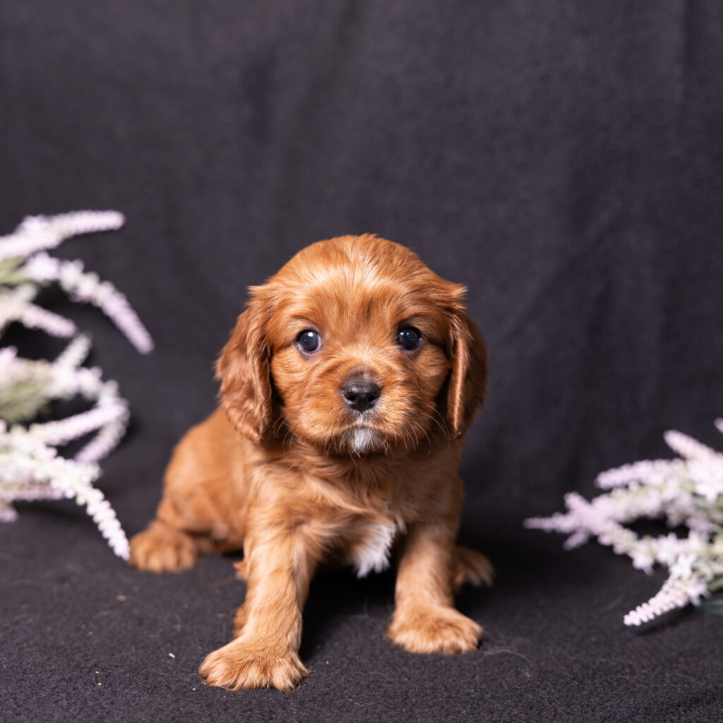 cavalier king charles spaniel pa