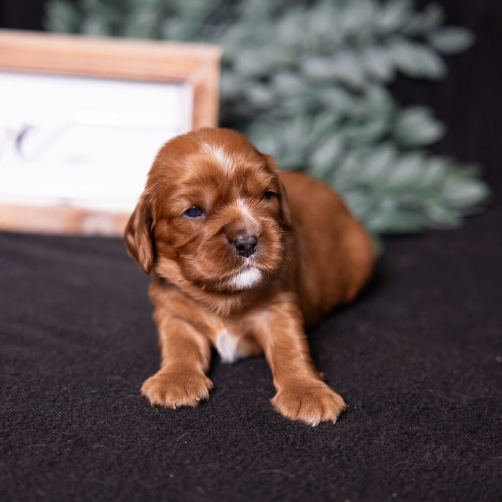 cavalier king charles spaniel puppies