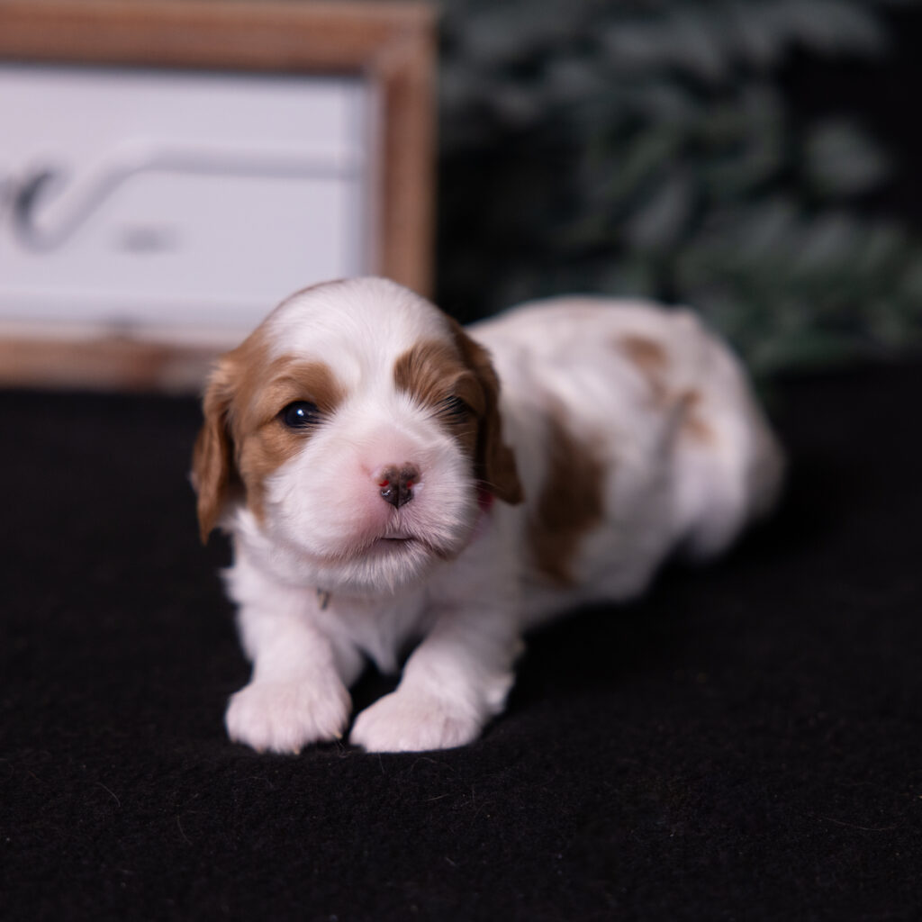 cavalier king charles spaniel puppies for sale