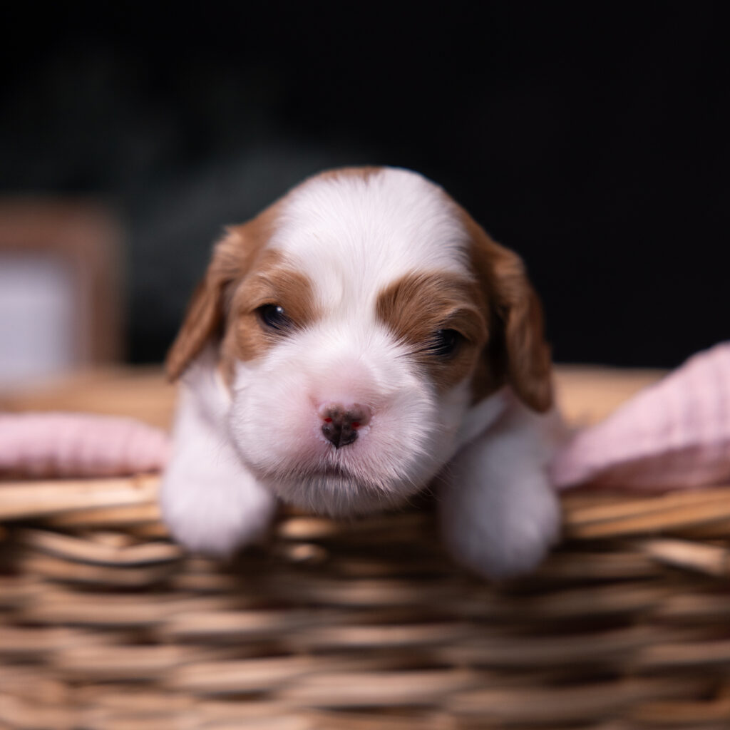 cavalier king charles spaniel puppies for sale lancaster