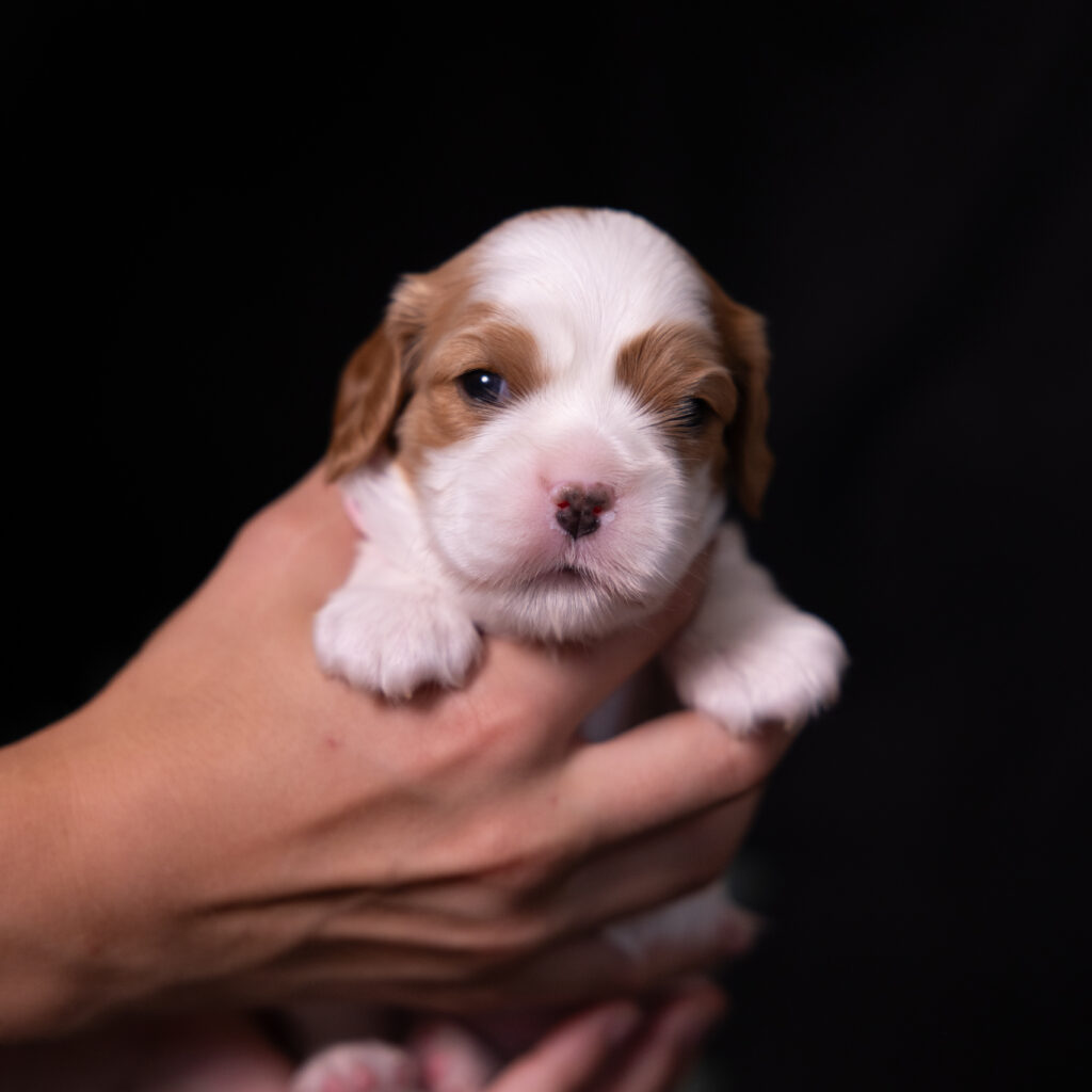 cavalier king charles spaniel puppies for sale lancaster pa