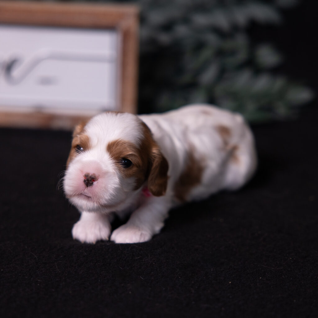 cavalier king charles spaniel puppies for sale pa