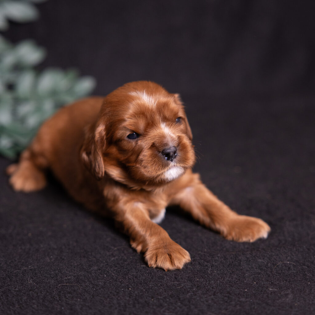 cavalier king charles spaniel puppy