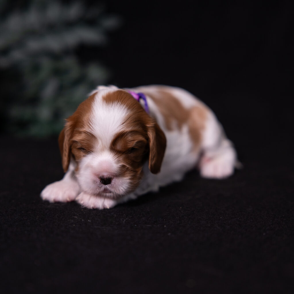 cavalier puppies
