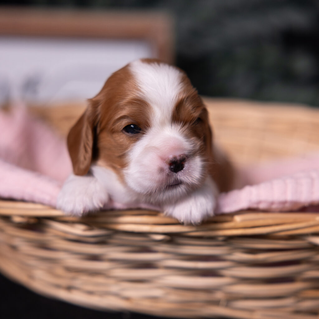 cavalier puppies lancaster
