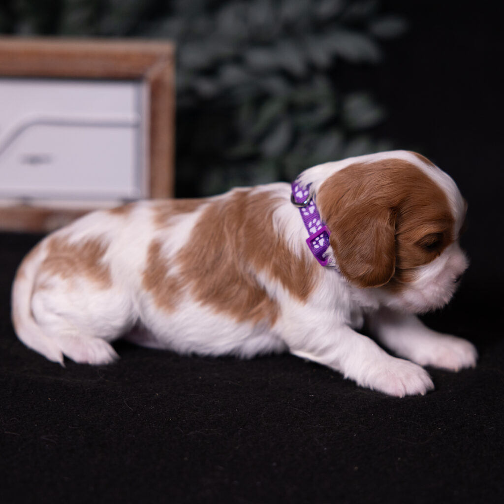 cavalier puppies lancaster for sale