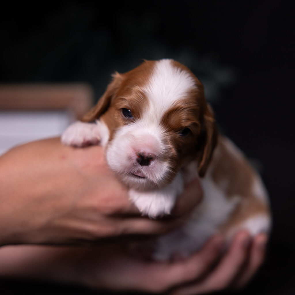 cavalier puppies lancaster pa