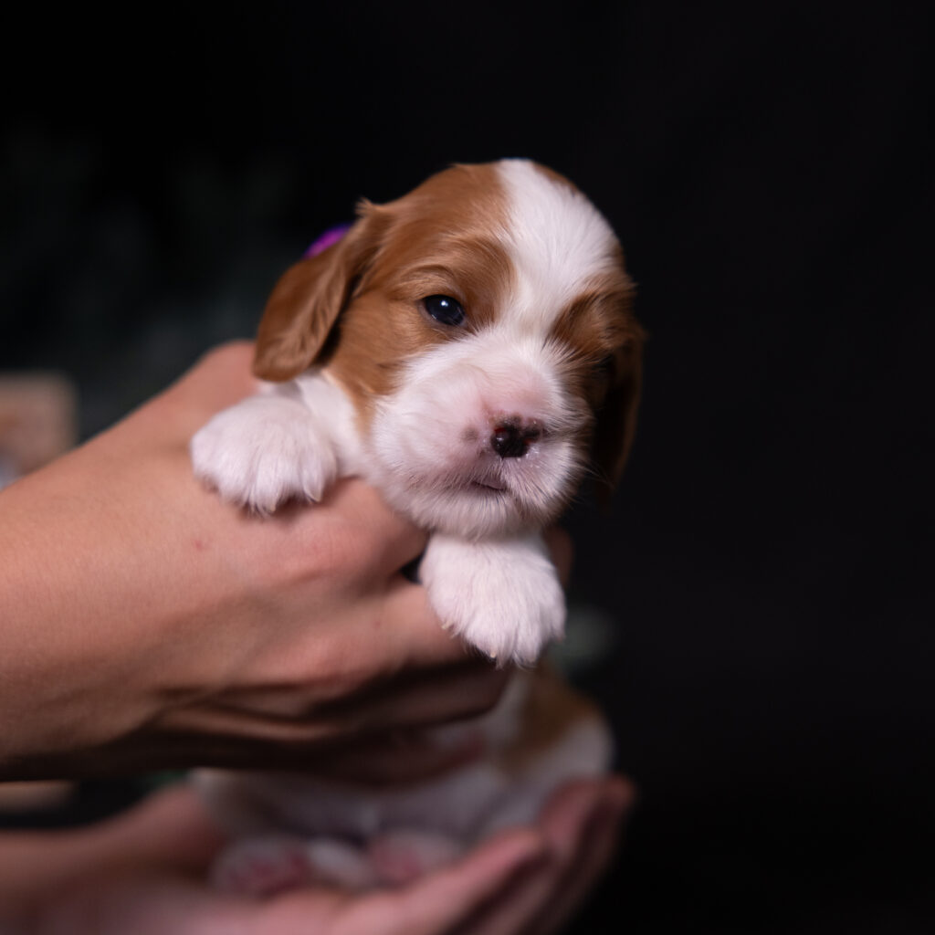 cavalier puppies lancaster pa for sale