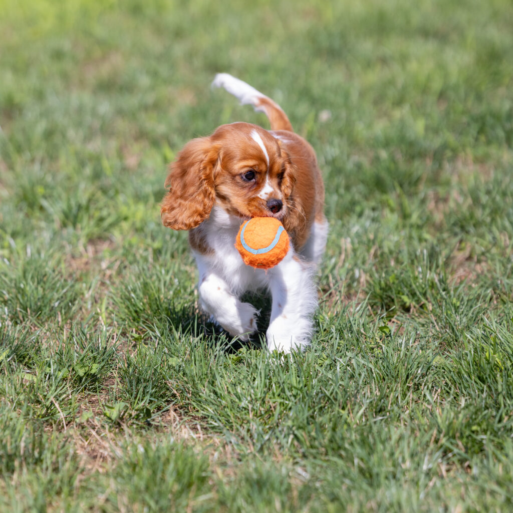 cute male blenheim cavalier puppy pennsylvania