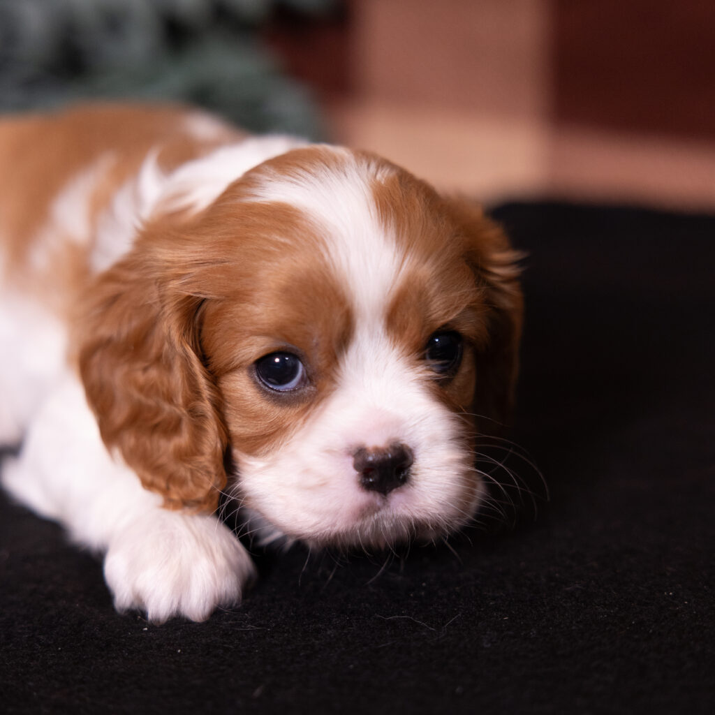 female Blenheim Cavalier puppy