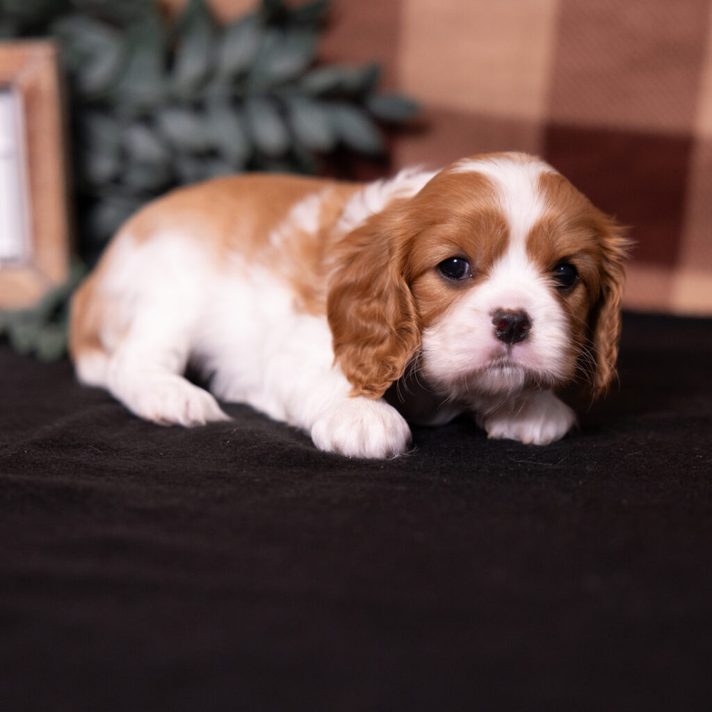female Blenheim Cavalier puppy for sale
