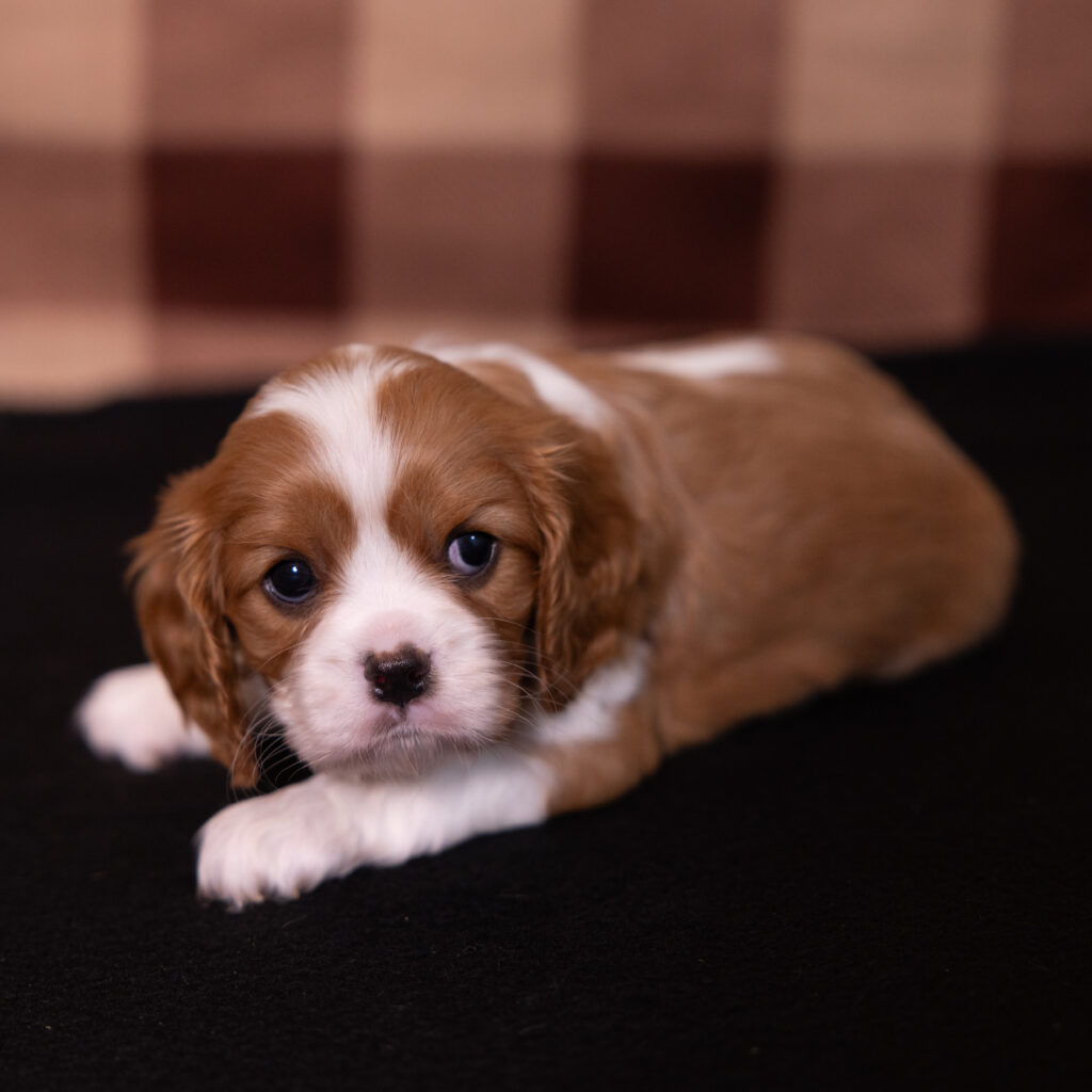 female Blenheim Cavalier puppy for sale in PA