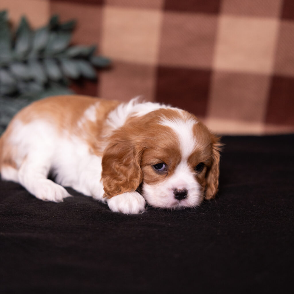 female Blenheim Cavalier puppy near me