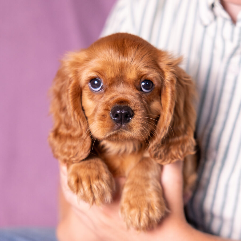 good cavalier king charles spaniel breeders near me