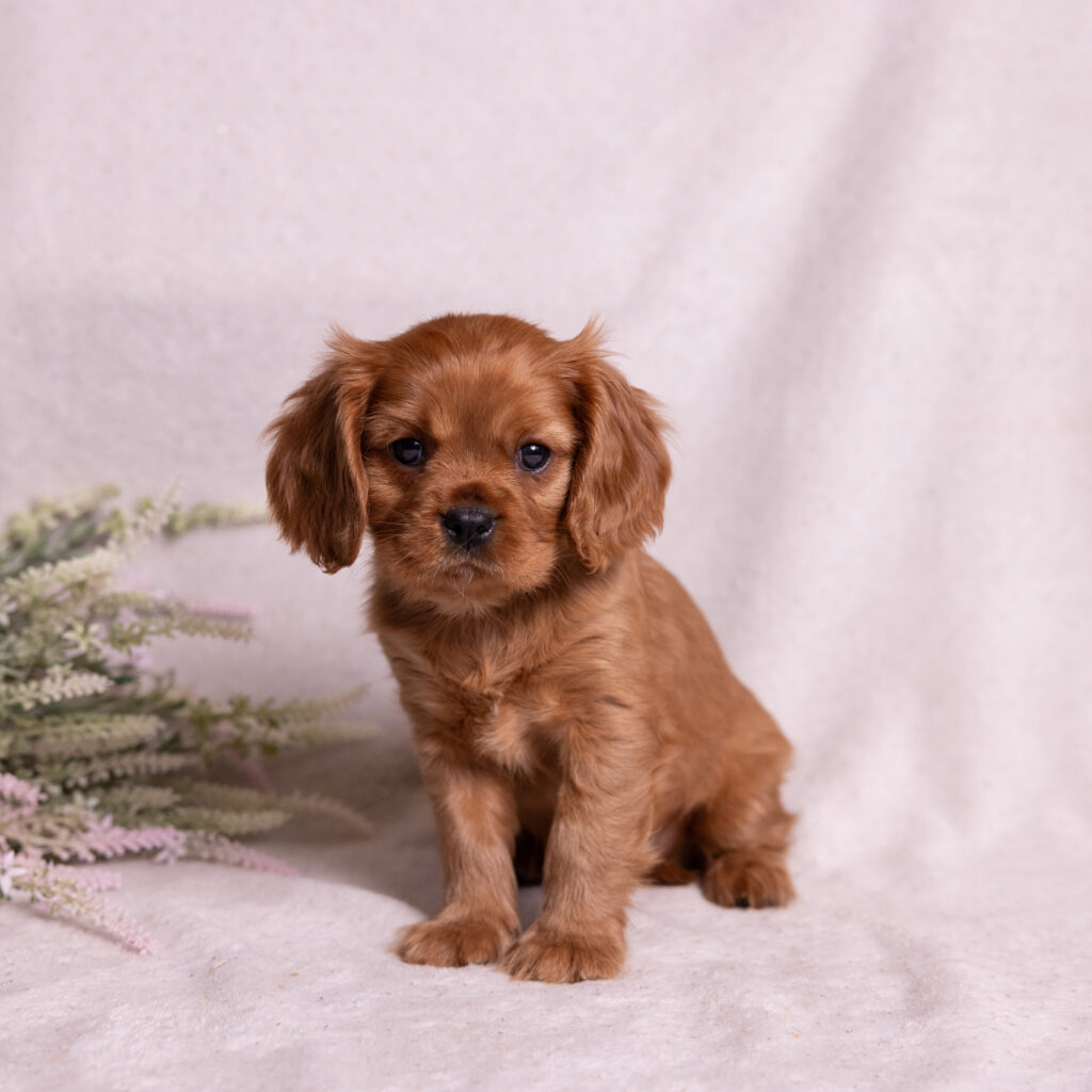 health tested cavalier puppies (1)