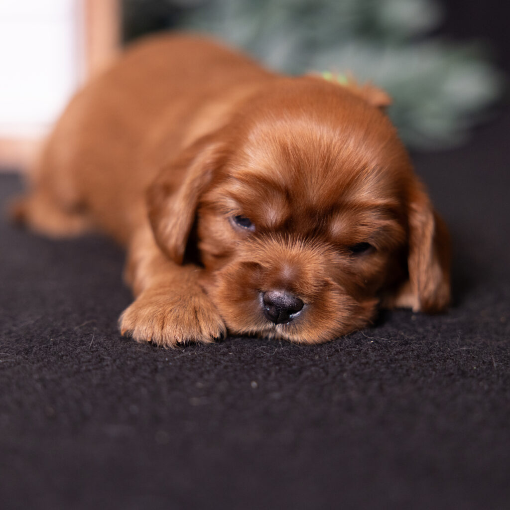 health tested cavalier puppies for sale