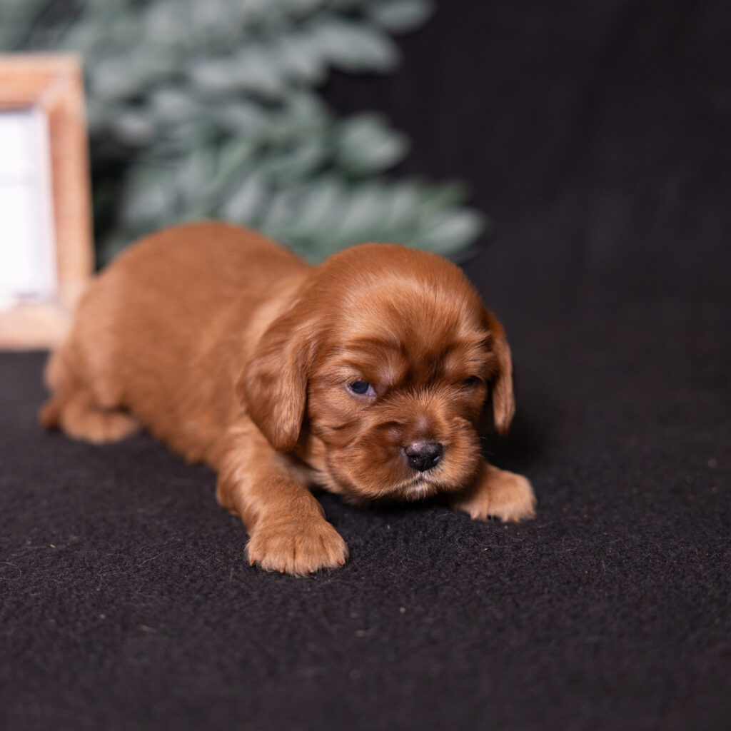 health tested cavalier puppies for sale lancaster