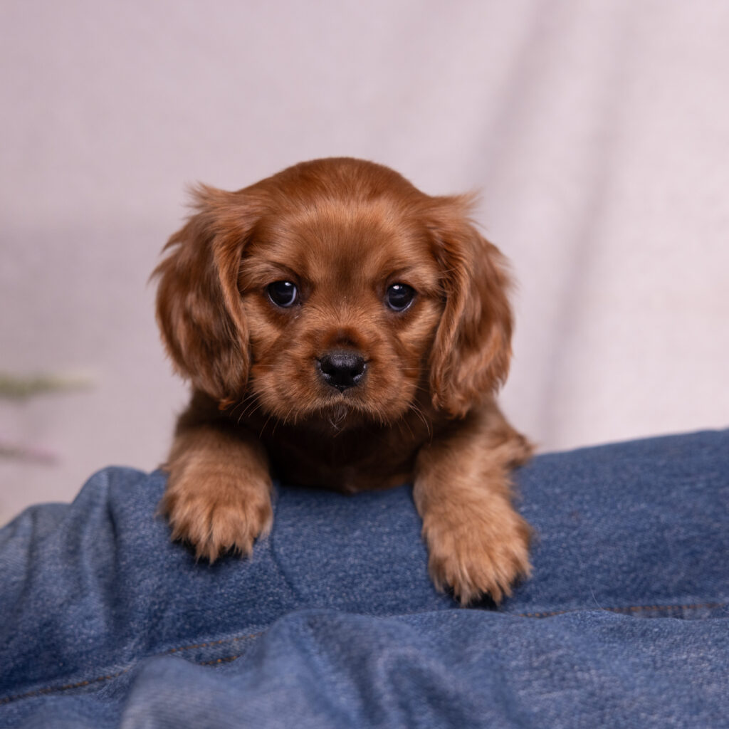 health tested cavalier puppies lancaster