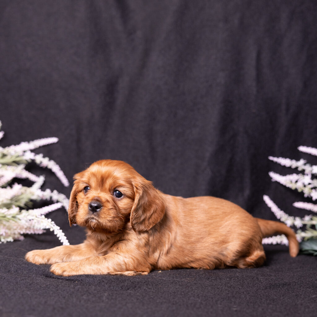 health tested cavalier puppies lancaster