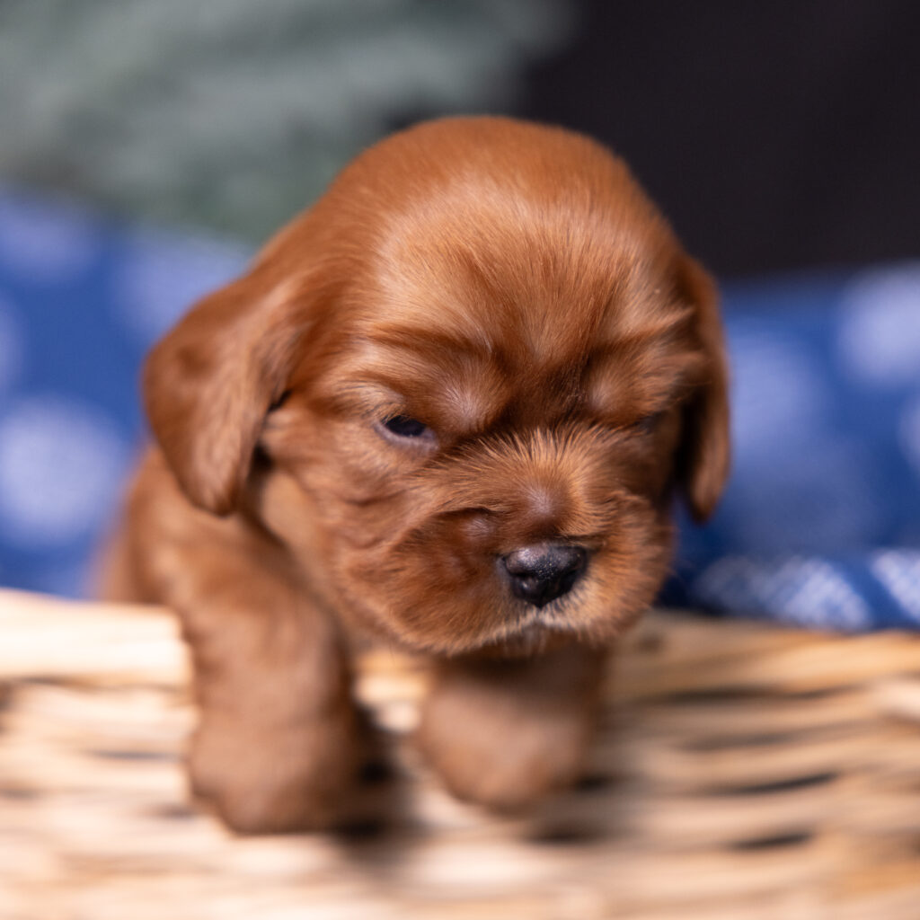 health tested cavalier puppies lancaster