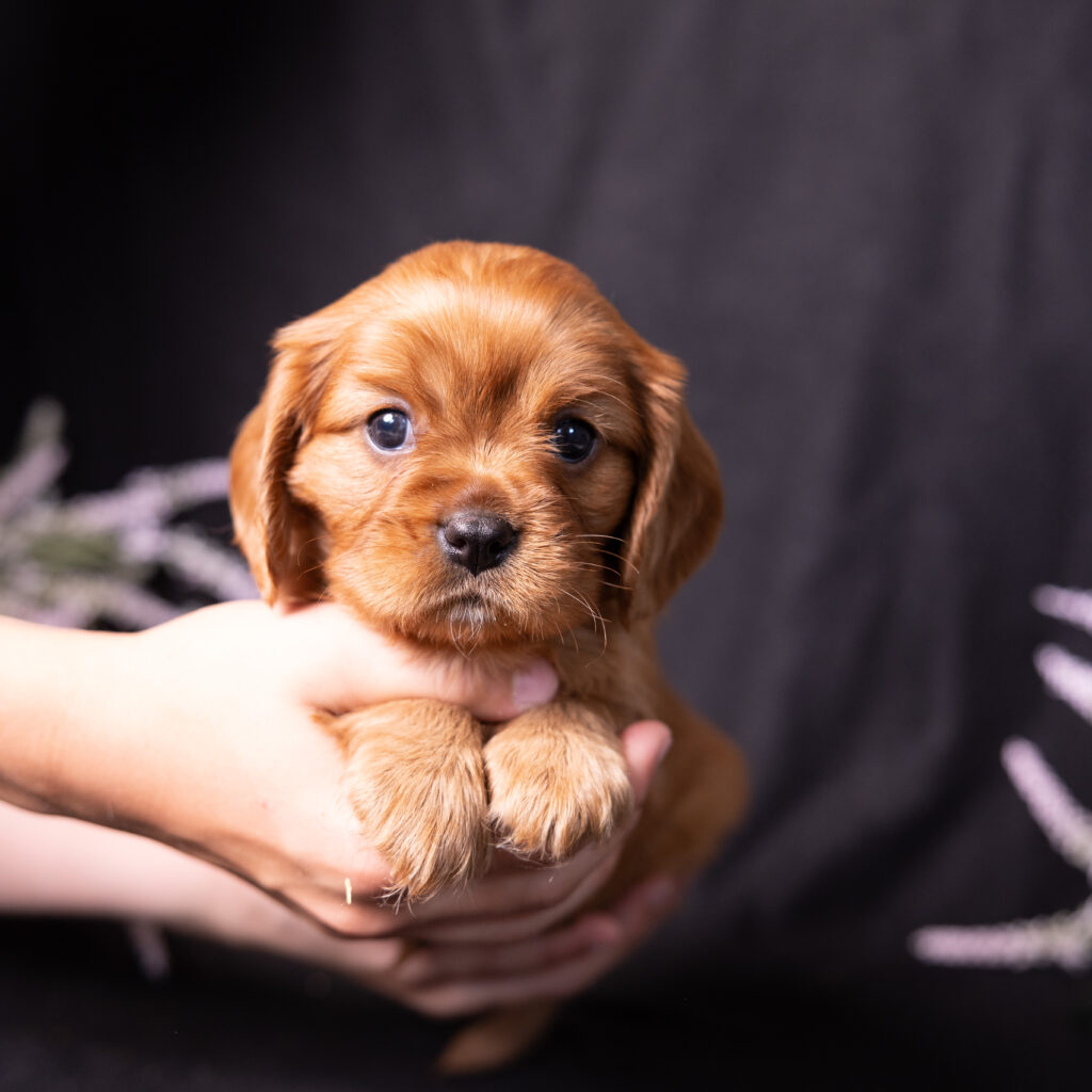 health tested cavalier puppies lancaster pa