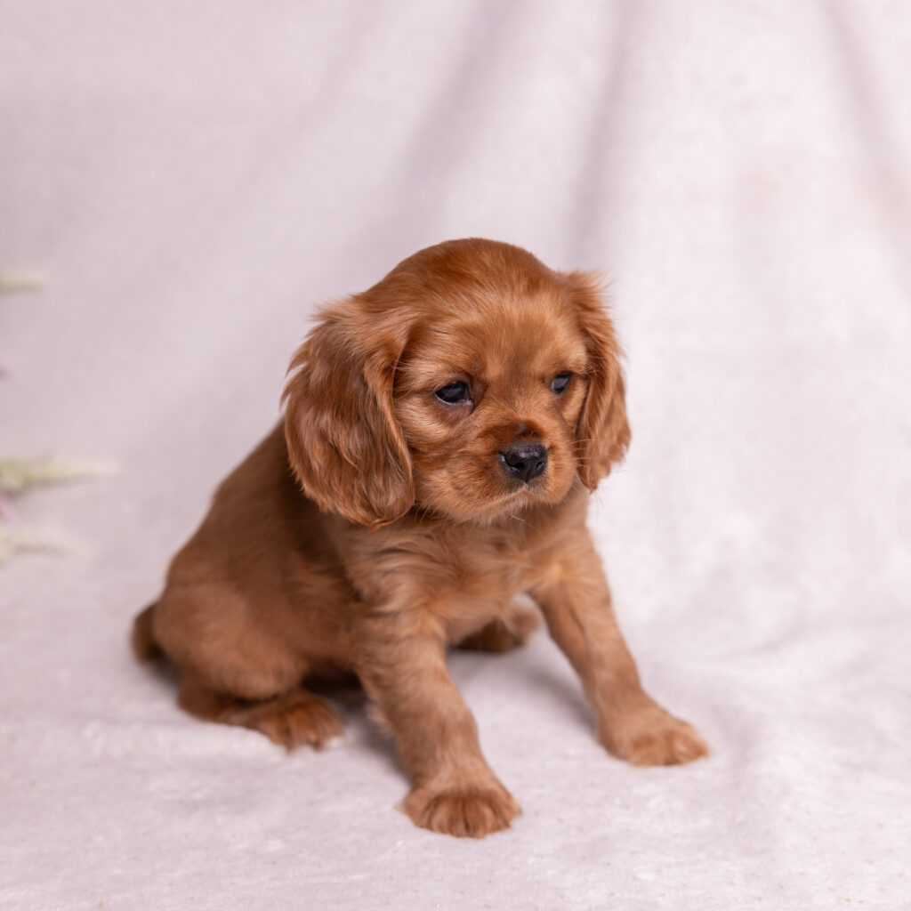 health tested cavalier puppies lancaster pa