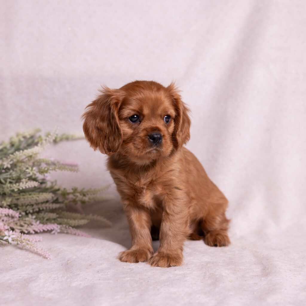 health tested cavalier puppies lancaster pa for sale