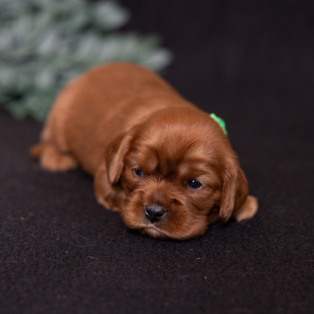health tested cavalier puppies lancaster pa for sale