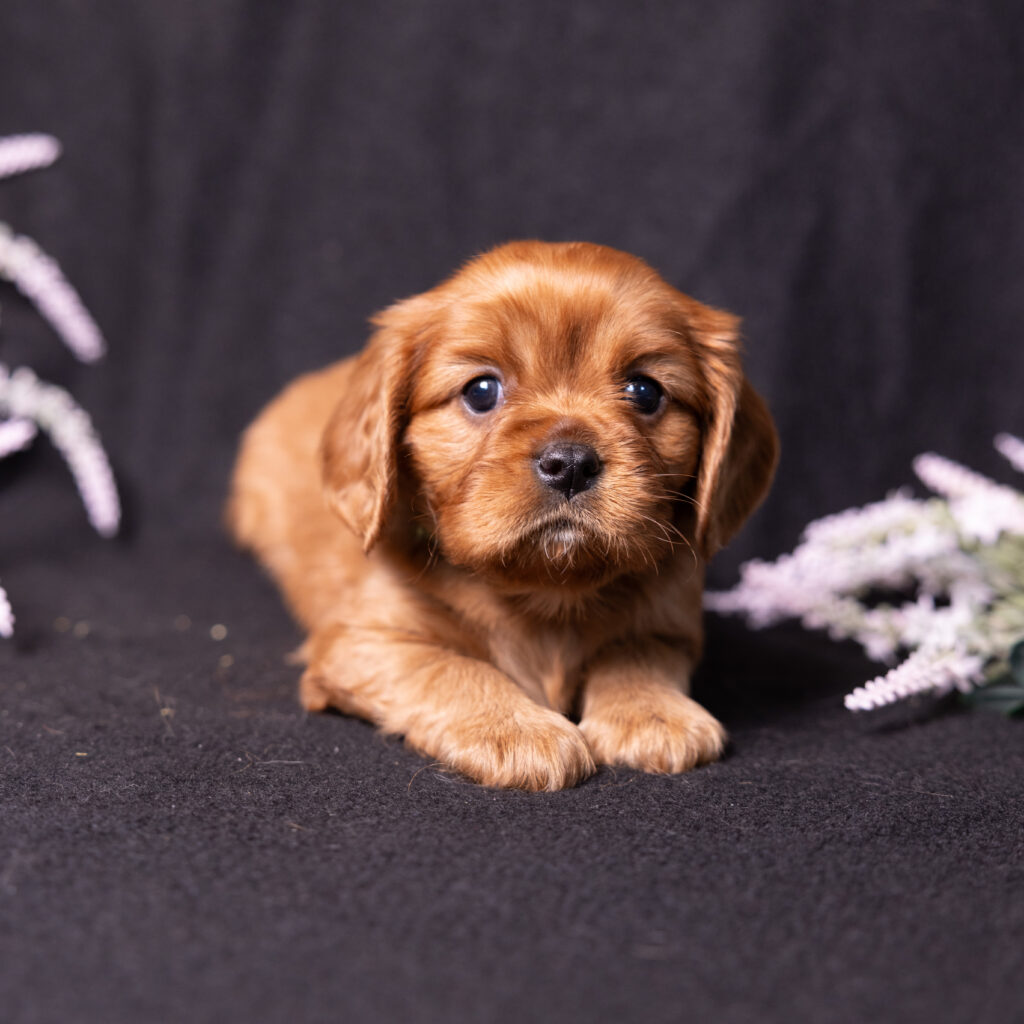 health tested cavalier puppies pa
