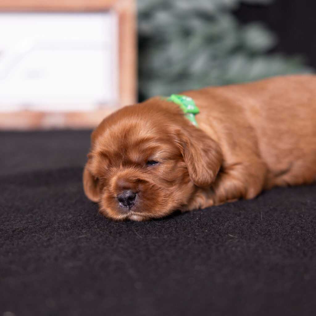 health tested cavalier puppies pa