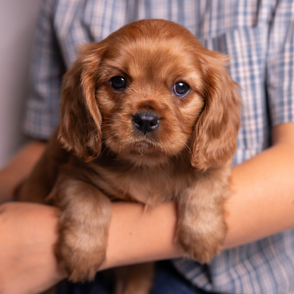health tested cavalier puppies pa