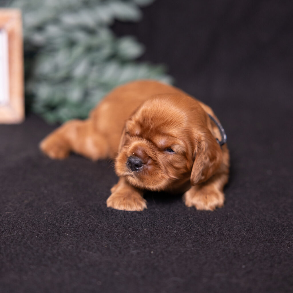 king charles spaniel breeders near me
