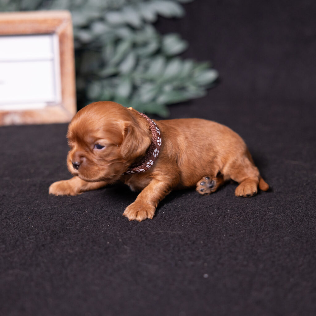 little stream puppies local cavalier king charles spaniel breeders