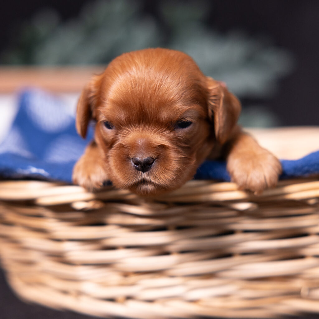 local cavalier breeders