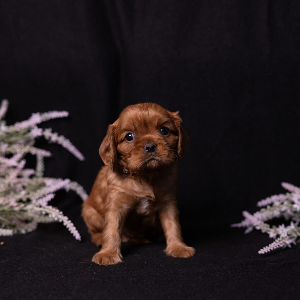 local cavalier king charles spaniel breeder