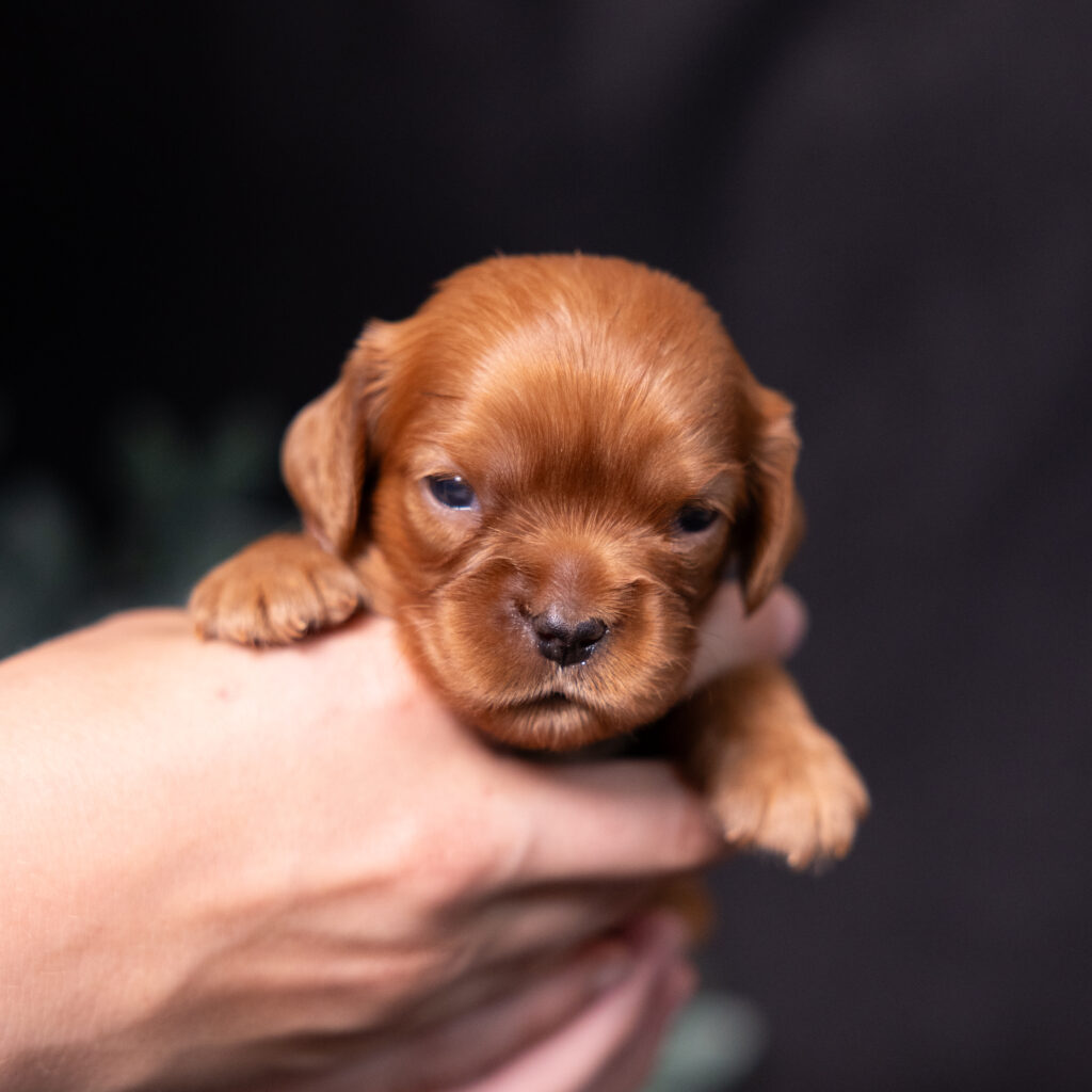 local cavalier king charles spaniel breeders