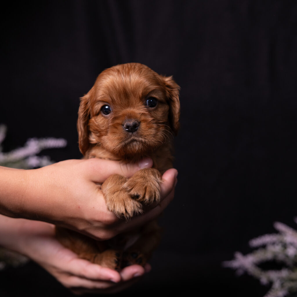 local cavalier king charles spaniel breeders